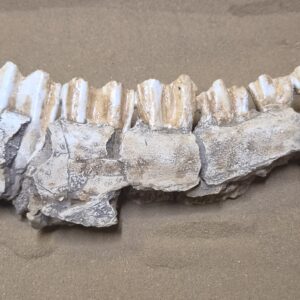 Hémi mandibule bison