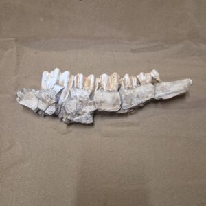 Hémi mandibule bison