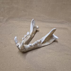 Mandibule panthère