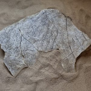 Plaquette gravée « Tête de lion », Grotte de La Marche, Magdalénien