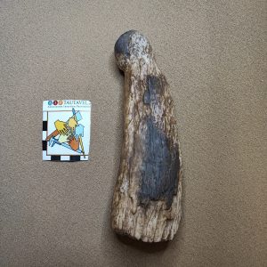 Phallus, Abri Blanchard, Aurignacien