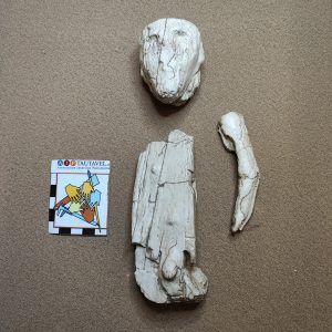 Statuette articulée, Brno II, Gravettien