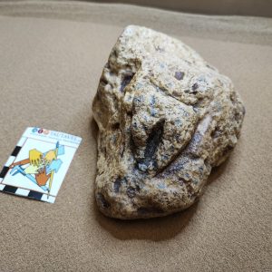 Vulve sur bloc de la Ferrassie, Abri Blanchard.