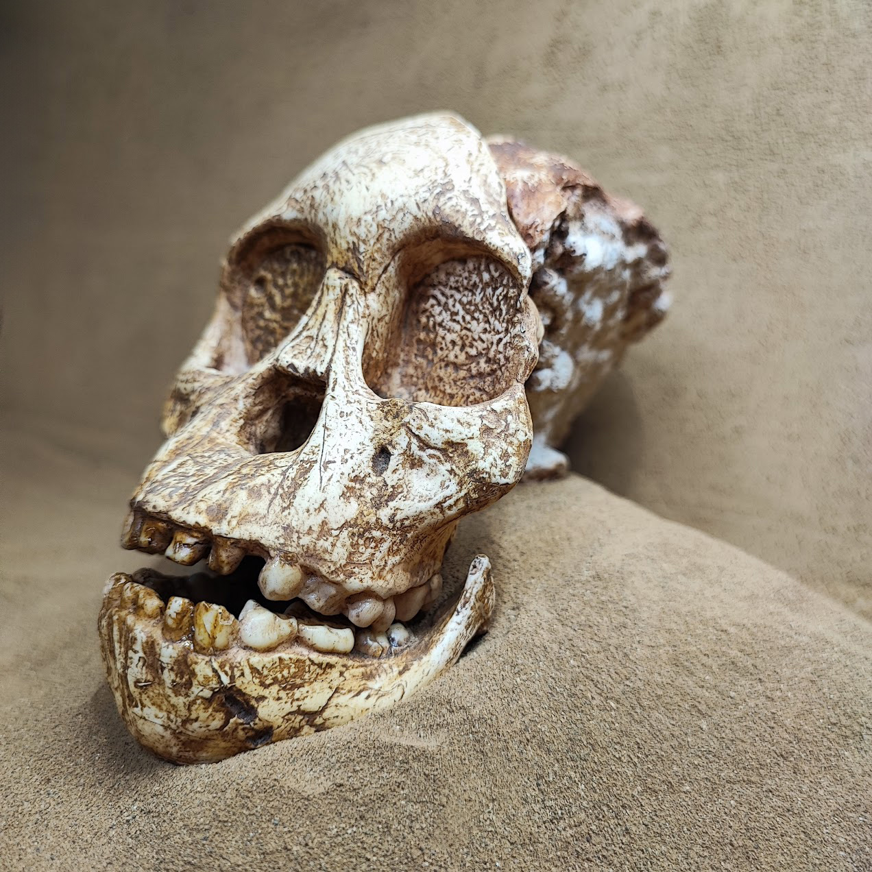 Australopithecus africanus, L’Enfant de Taung