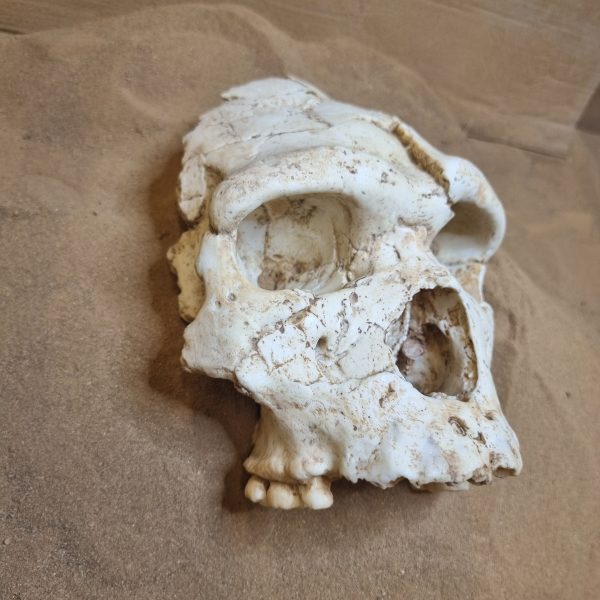 Homo heidelbergensis, Face Arago 21 non reconstitué. - Musée de ...