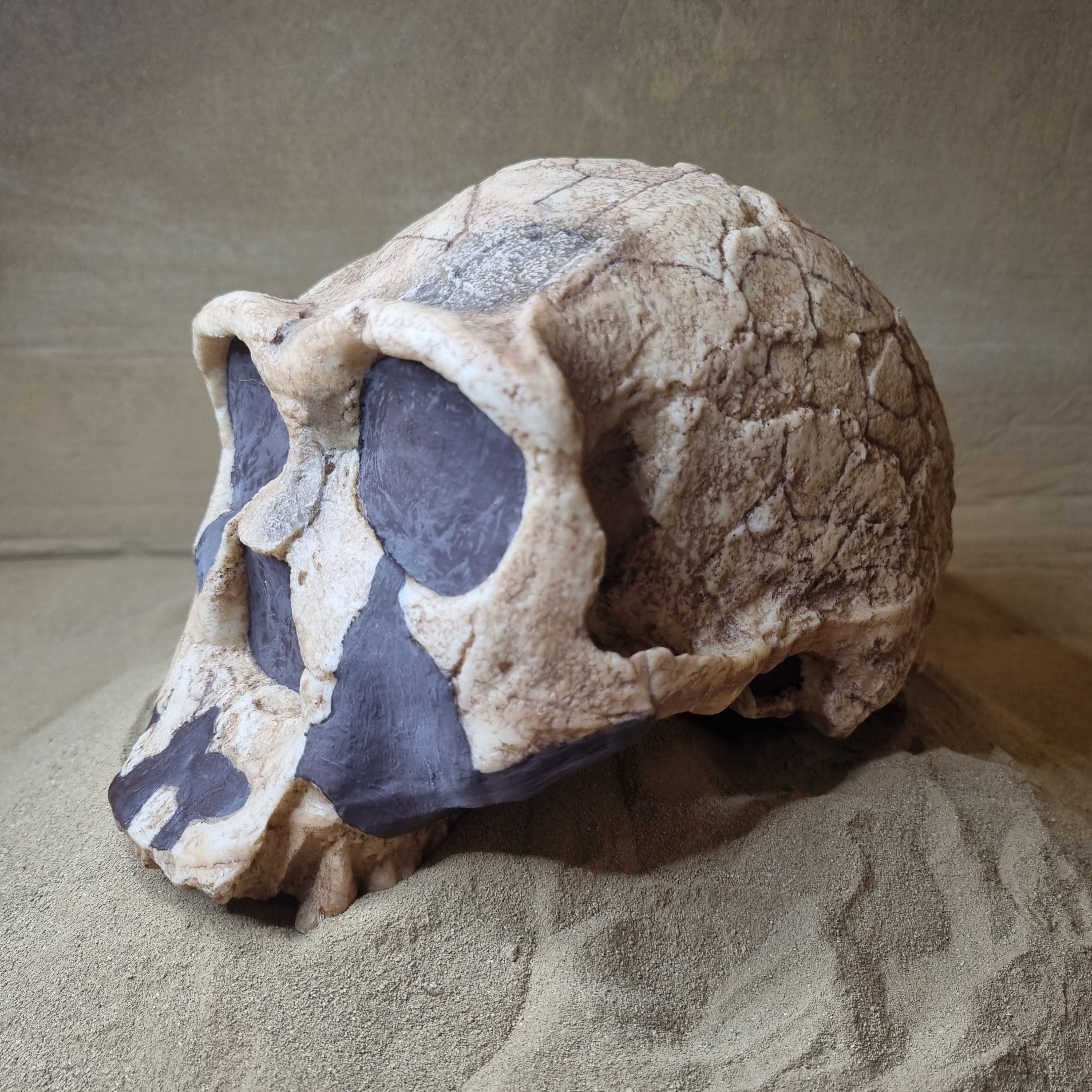 Homo ergaster, Crâne KNM-ER 3733 – Image 4