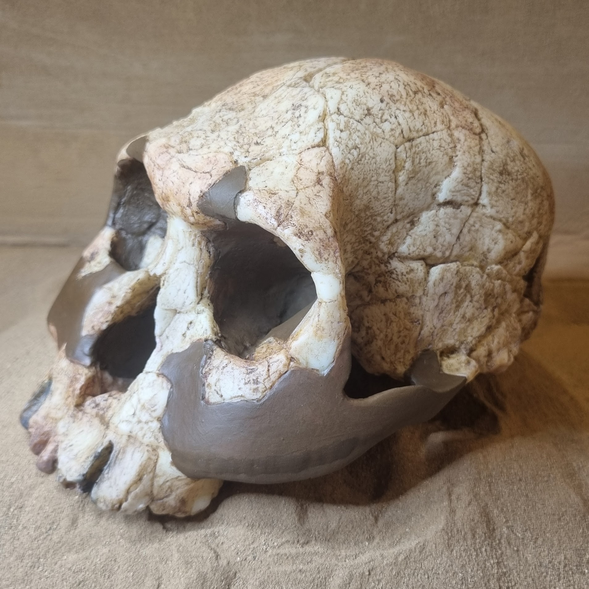 Homo rudolfensis, Crâne KNM-ER 1470 – Image 3