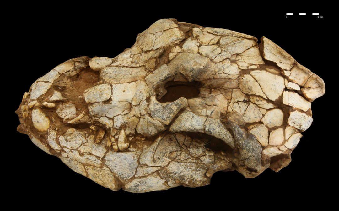 Des objets archéologiques sortent des réserves à Tautavel