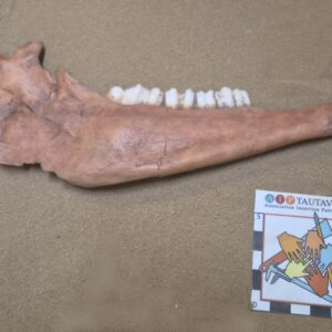 Bouquetin hémi mandibule