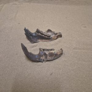 Castor mandibule 2 parties