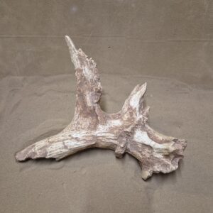 Cerf bois de massacre