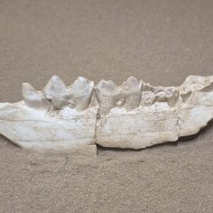 Cerf hémi mandibule