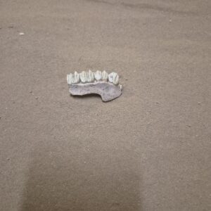 Chevreuil hémi mandibule