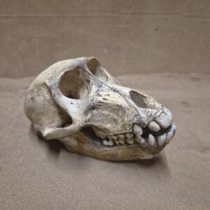 Crâne et mandibule babouin actuel