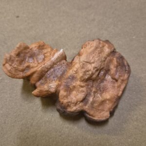 Dent éléphant
