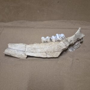 Hémi mandibule bison vallonnet