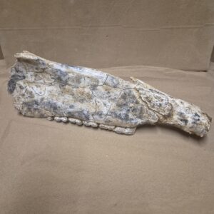 Hémi mandibule cheval
