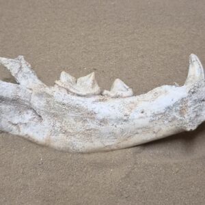 Hémi mandibule hyène