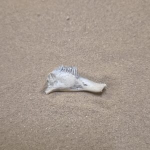 Hémi mandibule lapin