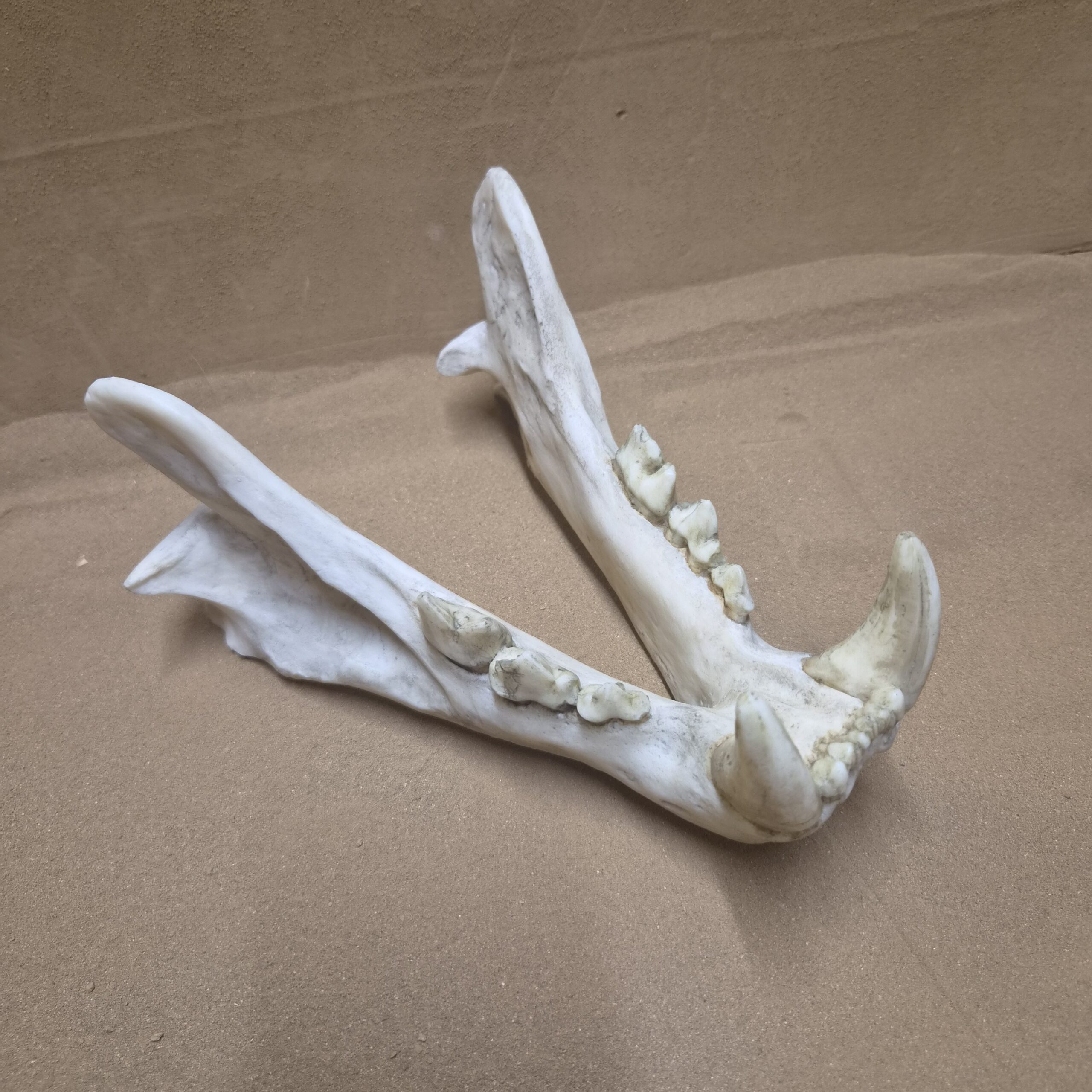 Mandibule lion actuel