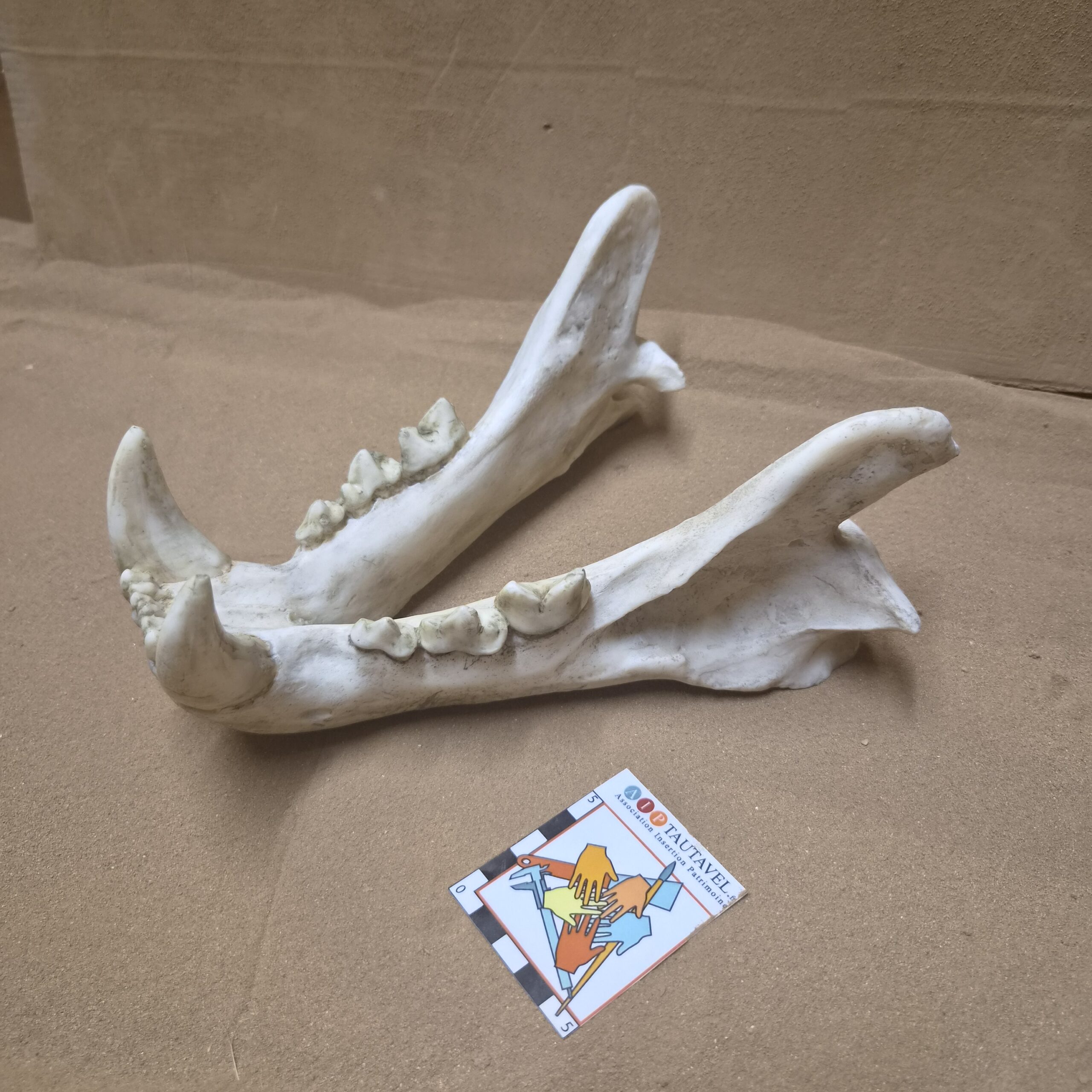 Mandibule lion actuel