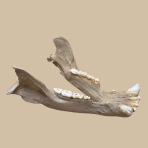 Mandibule ours actuel