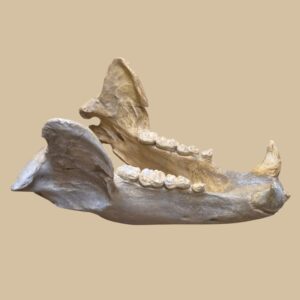 Mandibule ours prélétang