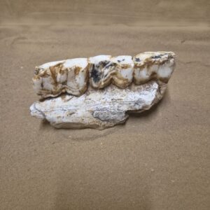 Rhinocéros mandibule fragment