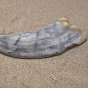 Sanglier canine