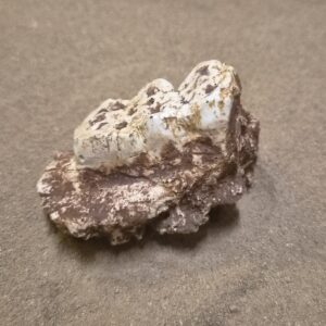 Sanglier fragment mandibule
