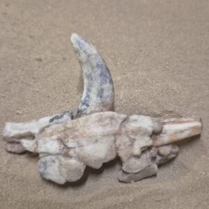 Sanglier hémi mandibule