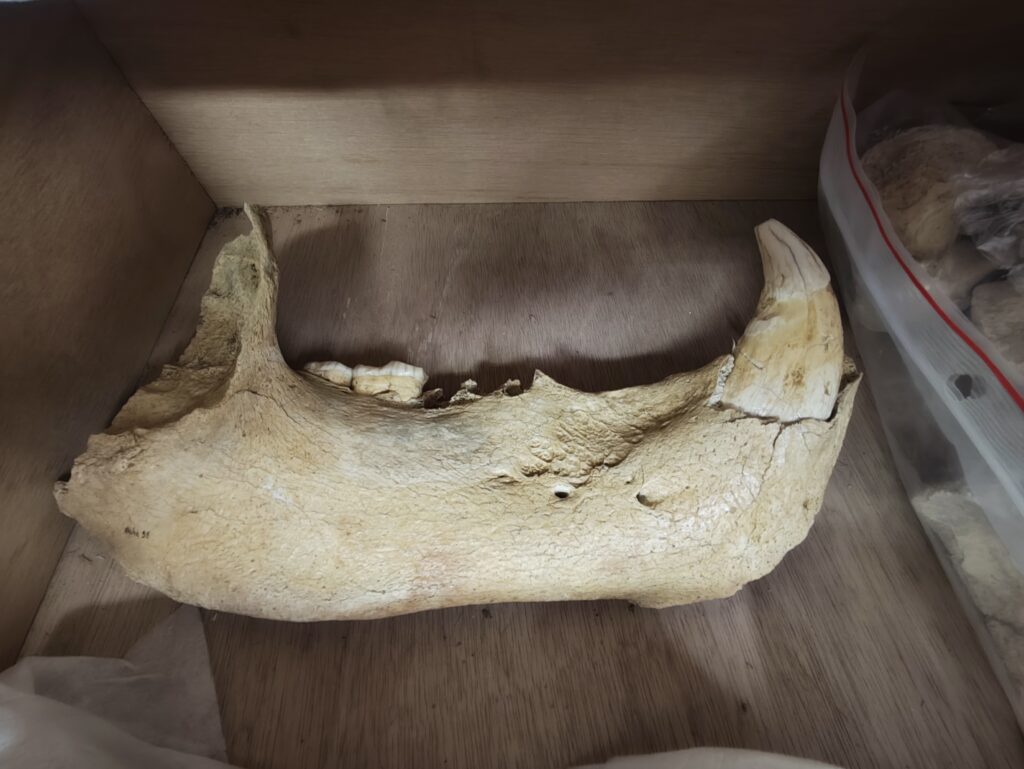 Mandibule ours des cavernes